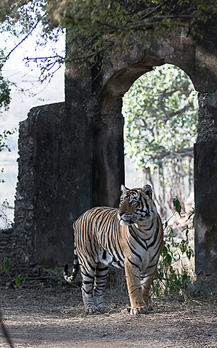 - Ranthambhore 2017