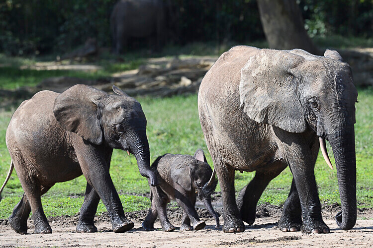  - Dzanga Sangha National Park (République Centrafricaine) 2019