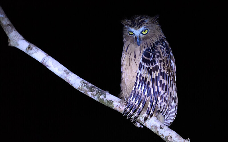 Tabin wildlife reserve - Sabah avril 2024 Borneo Malaisie