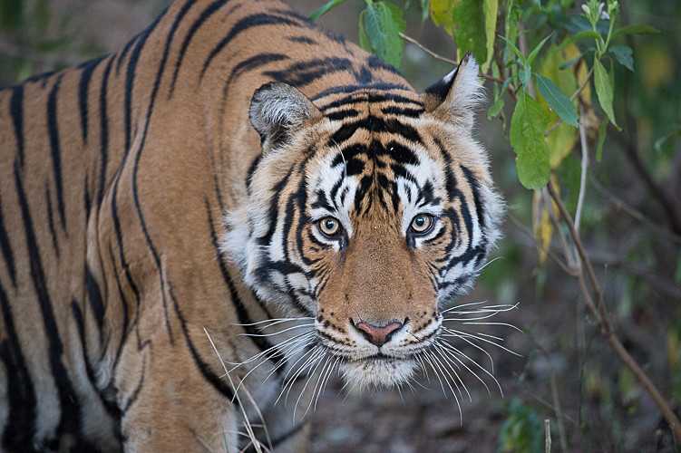  - Ranthambhore 2017