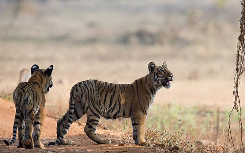  - Tadoba national park 2017