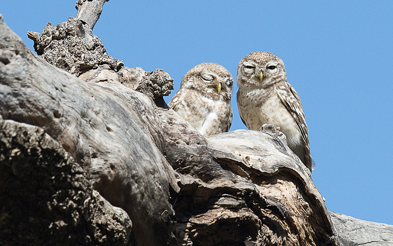 Spotted Owlet - Ranthambhore 2017