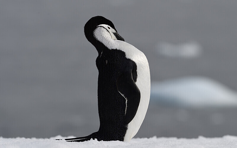  - Ushuaïa Malvinas South Georgia Antartica Peninsula