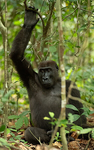  - Loango national park (Gabon 2024)