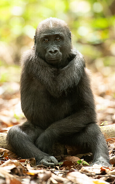 Baby gorilla three years old - Loango national park (Gabon 2024)