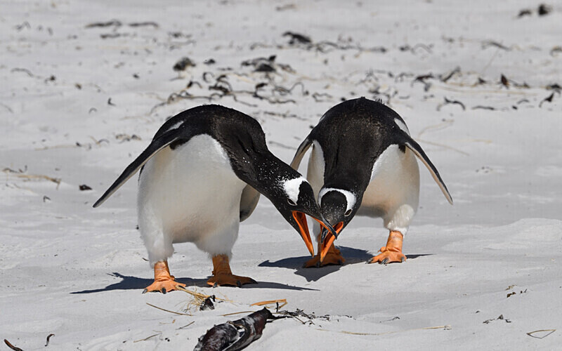Gentoo Penguins - Ushuaïa Malvinas South Georgia Antartica Peninsula