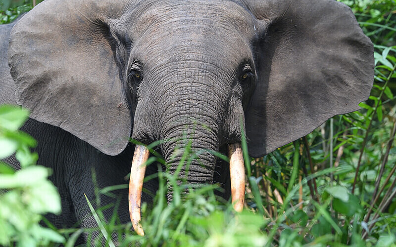  - Ivindo national park (Gabon 2024)