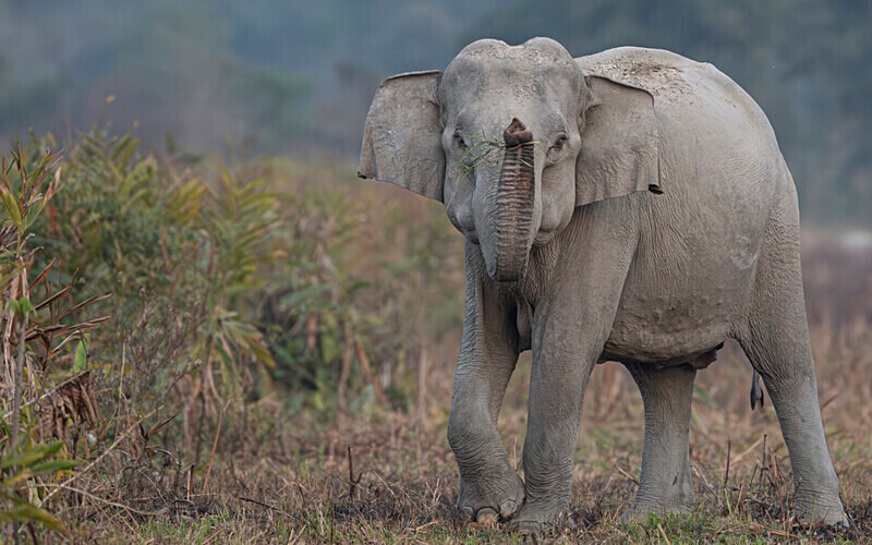  - Manas National Park North East India 2025