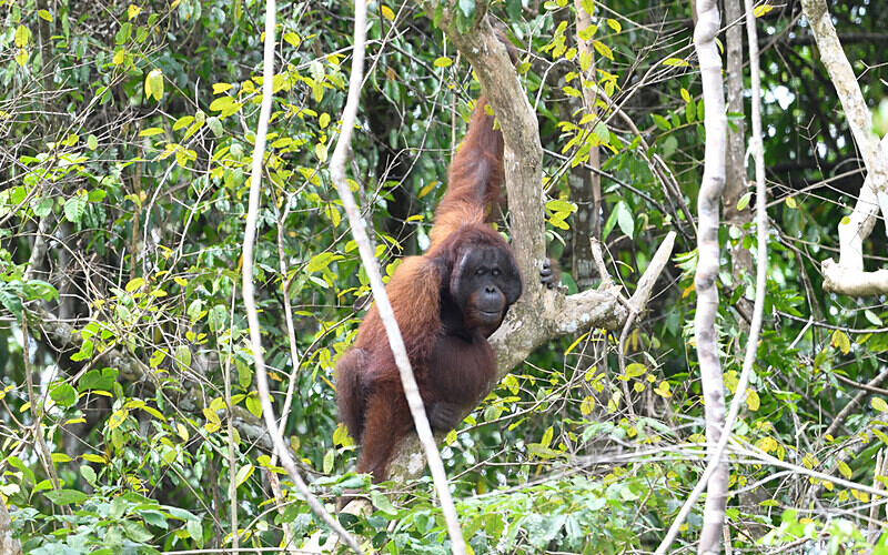 Kinabatangan river - Sabah avril 2024 Borneo Malaisie