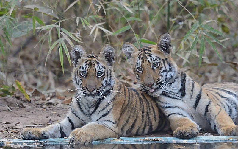  - Tadoba national park (India 2016)