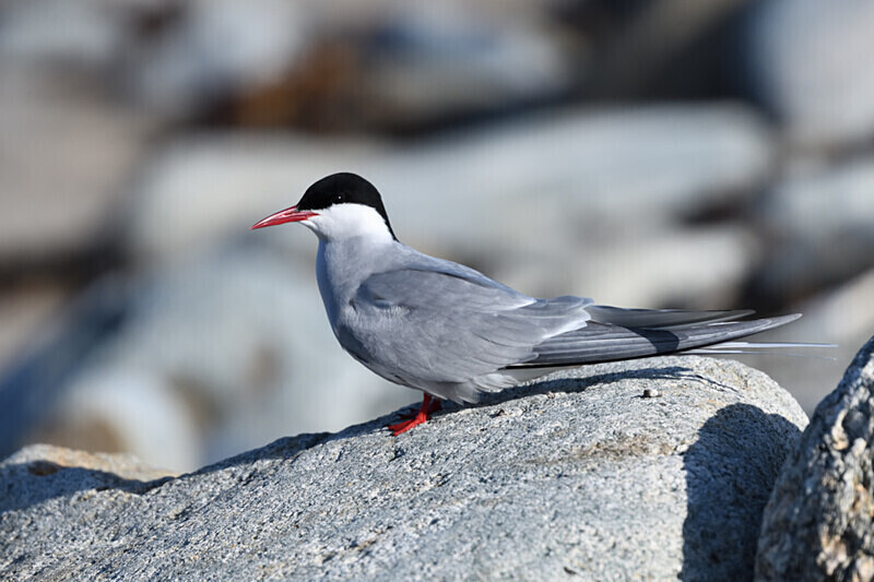 Unst - Shetlands and Cairngorn national park (Scotland)