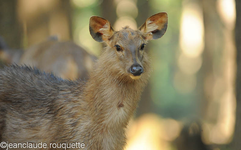 Sambar. - Kanha and Corbet national parks (India 2011)