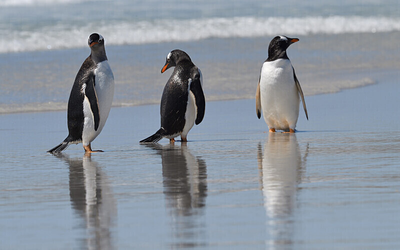  - Ushuaïa Malvinas South Georgia Antartica Peninsula