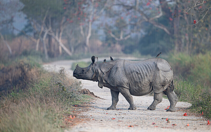 Rhino - Kaziranga National Park Noth East India 2025