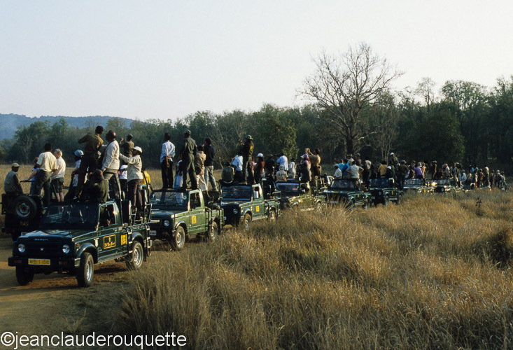  - Kanha and Corbet national parks (India 2011)