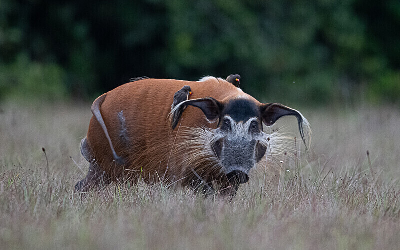 Red river hog - Loango national park (Gabon 2024)
