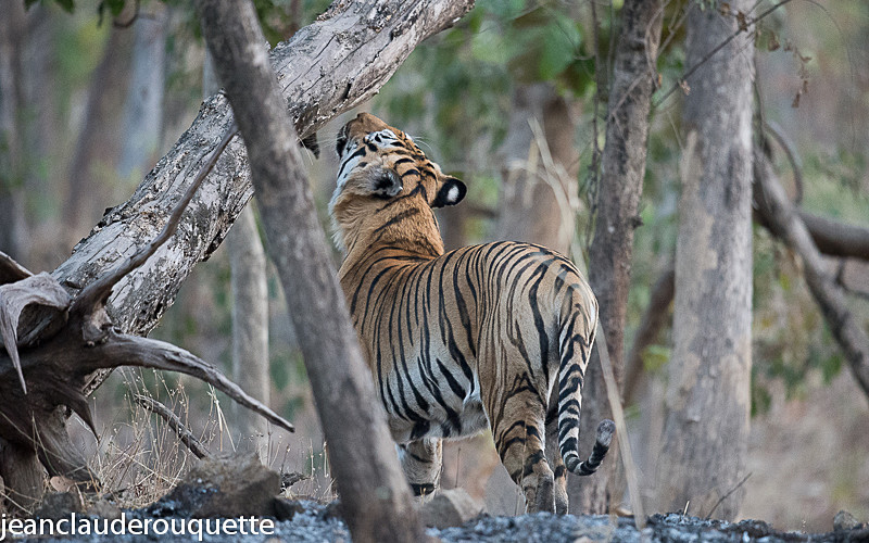  - Pench national park (India 2016)