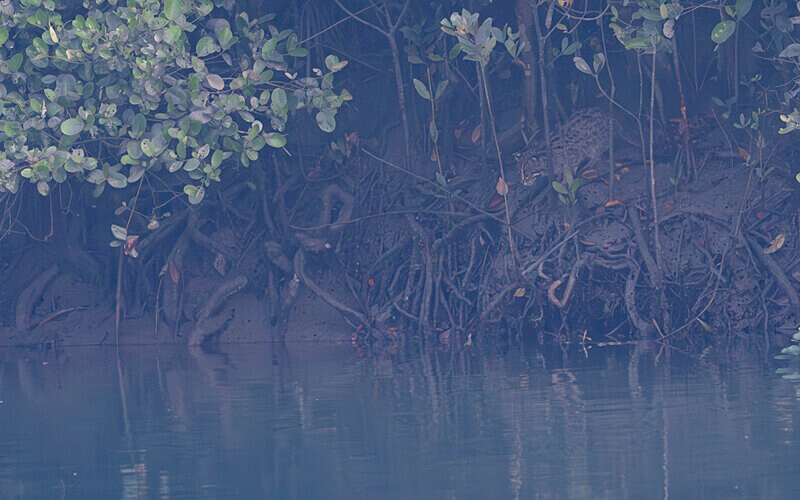 Fisher Cat - Sundarban National Park North East India February 2025