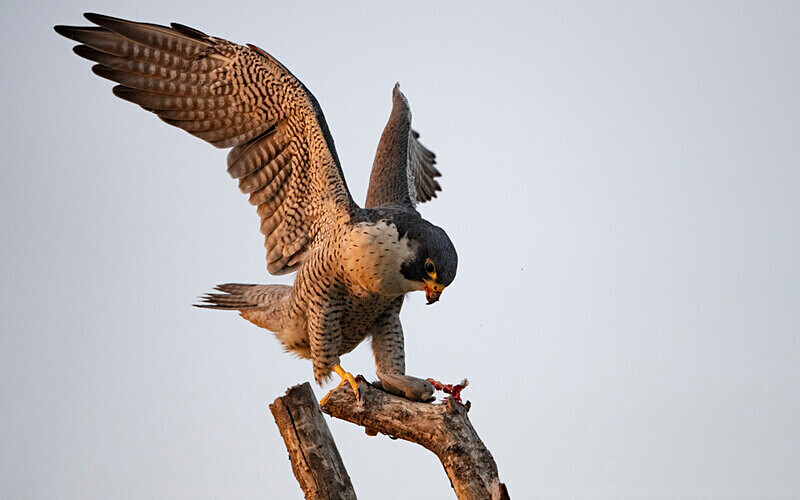Peregrine Falcon - Sundarban National Park North East India February 2025
