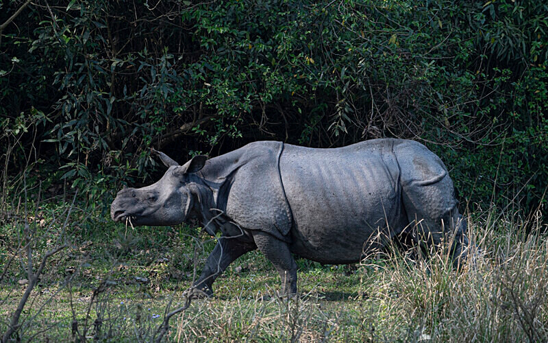 Rhino - Kaziranga National Park Noth East India 2025