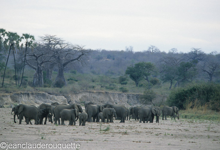 Herd of elephants in a sand river - Ruaha N.P. Tanzania 2007