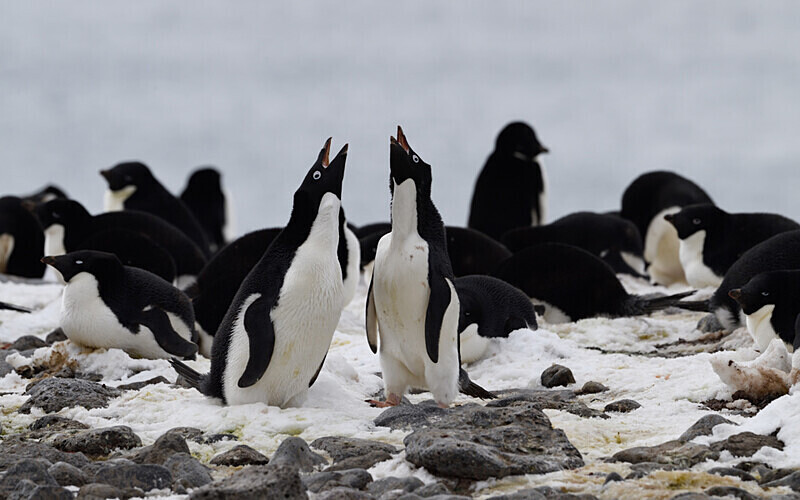  - Ushuaïa Malvinas South Georgia Antartica Peninsula