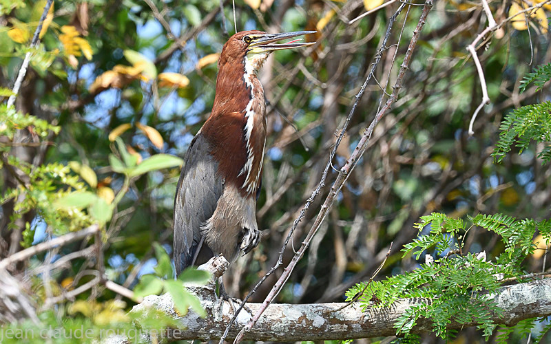 Rufescent tiger heron - Pantanal 2018 Porto Jofré