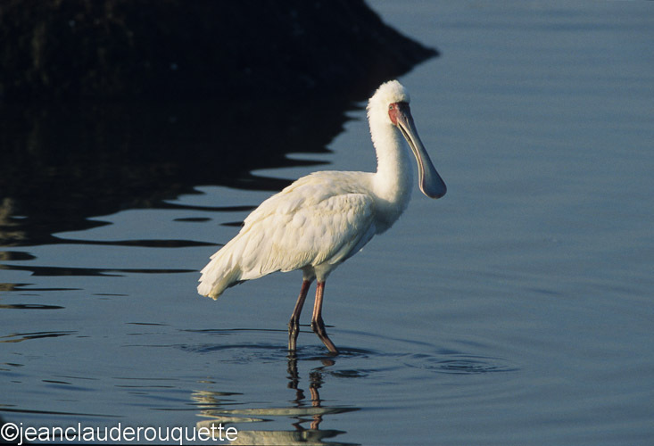Spoon bill - Lake nakuru national park ( Kenya 2009)