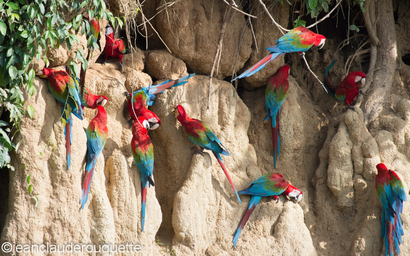 Red and Green and Scarlet Macaws - Manu national park (Peru 2015)