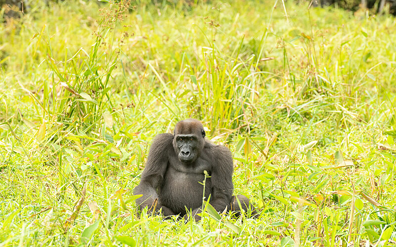  - Loango national park (Gabon 2024)