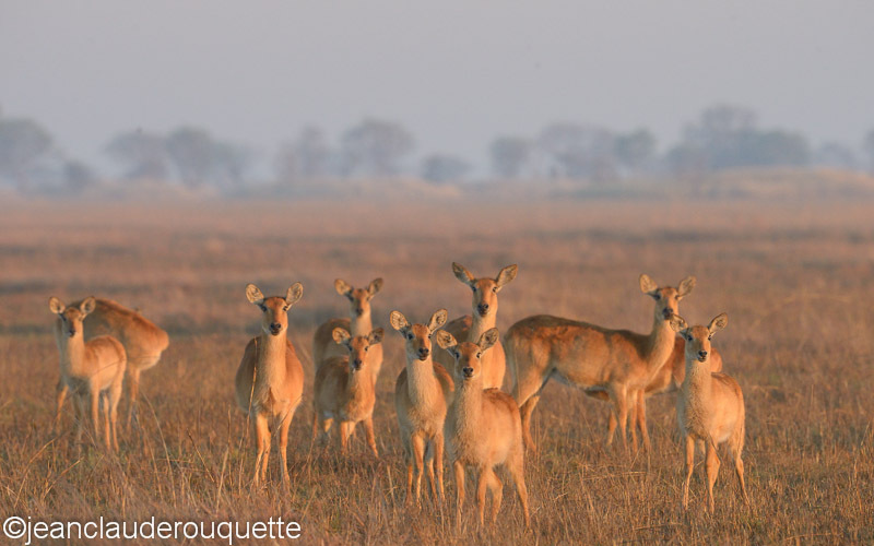 Pukus  in the morning light - Kafue N.P. (Zambia2014)