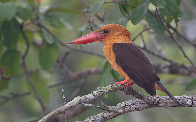 Brown-winged Kingfisher - Sundarban National Park North East India February 2025