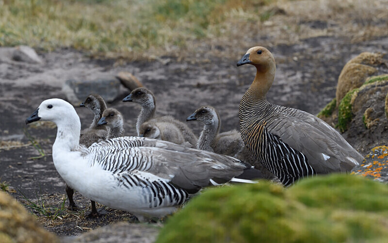 Upland geese - Ushuaïa Malvinas South Georgia Antartica Peninsula
