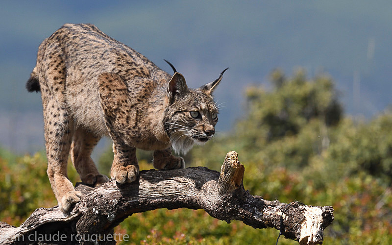 Iberian Lynx female - Sierra de Andujar Andalucia (avril 2019)