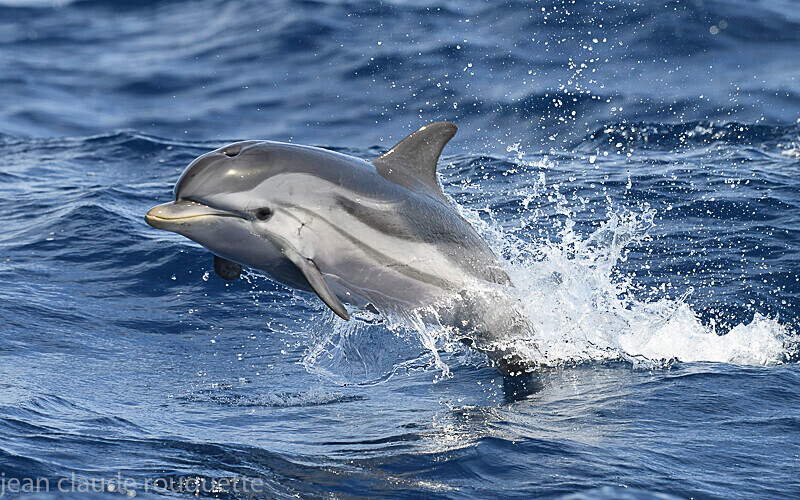 Dauphin bleu et blanc - Méditerranée/ Mediterranean