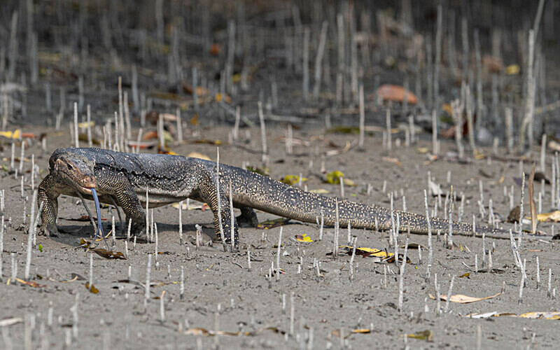 Monitor Lizard - Sundarban National Park North East India February 2025