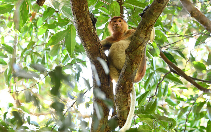  - Sarawak (avril 2024) Borneo Malaisie