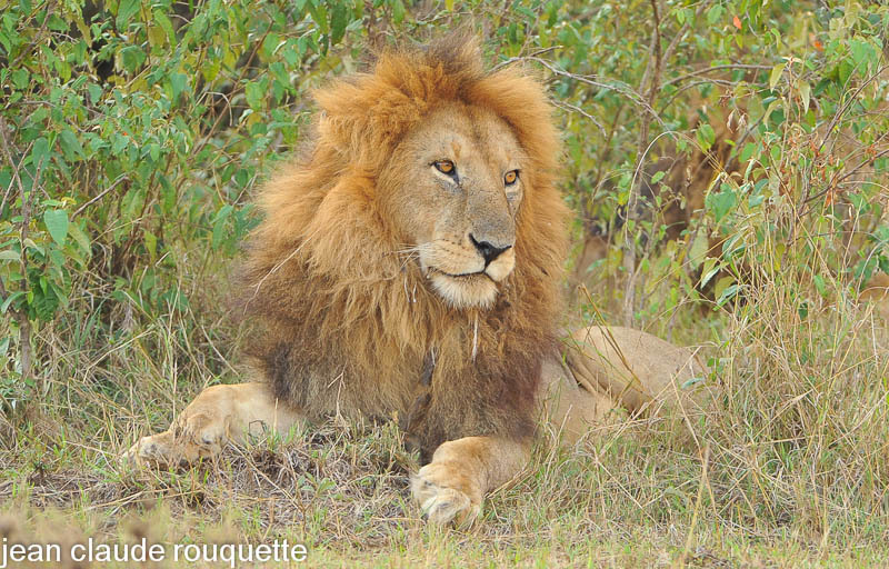 Big lion. - Masai mara 2009 oloololo gate (Kenya 2009)