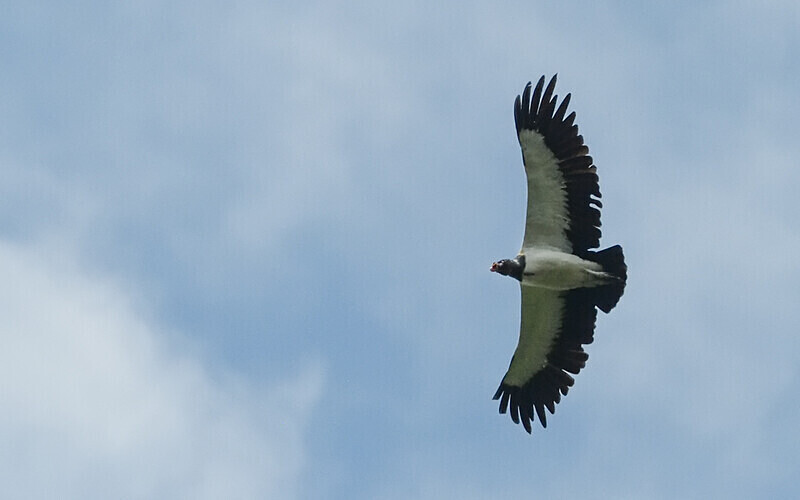 King Vulture - Pacaya Samiria Pérou 2022
