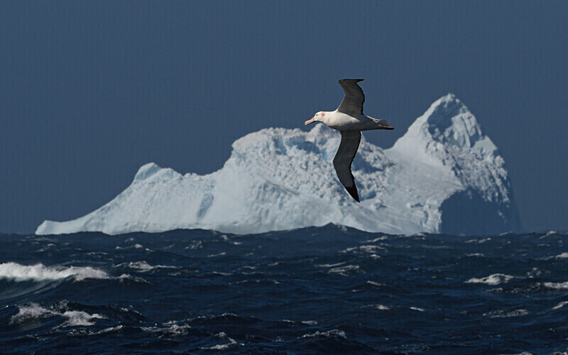 Wandering Albatros - Ushuaïa Malvinas South Georgia Antartica Peninsula