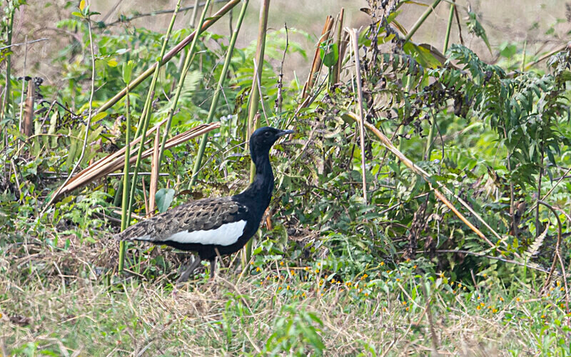 Bengal Florican - Manas National Park North East India 2025