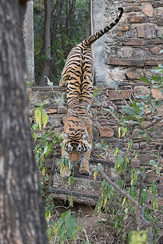 - Ranthambhore 2017