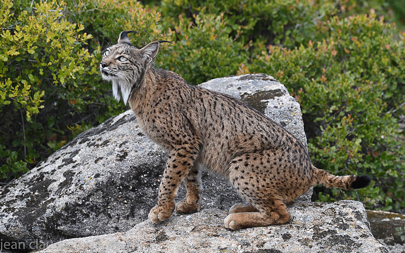  - Sierra de Andujar Andalucia (avril 2019)