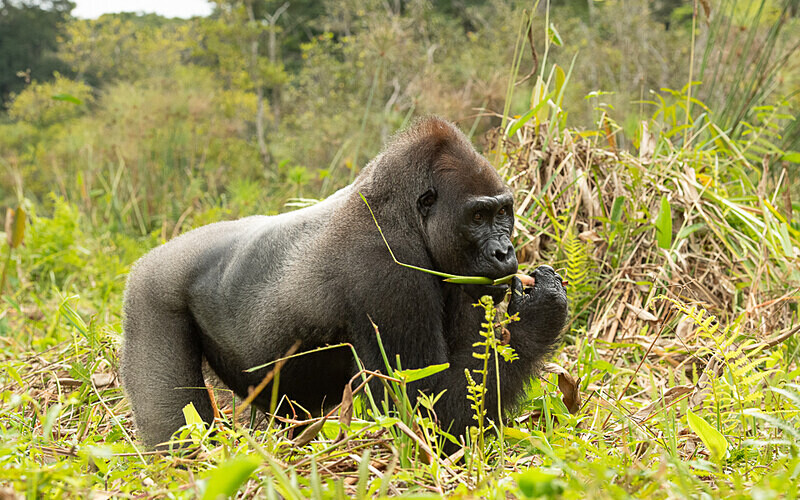 Silver back - Loango national park (Gabon 2024)