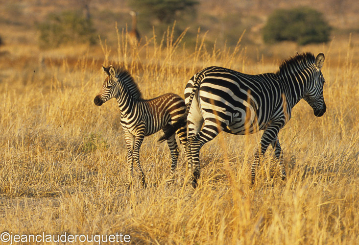 Mother and calf - Ruaha N.P. Tanzania 2007