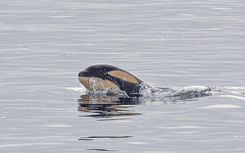 Baby Orca - Ushuaïa Malvinas South Georgia Antartica Peninsula