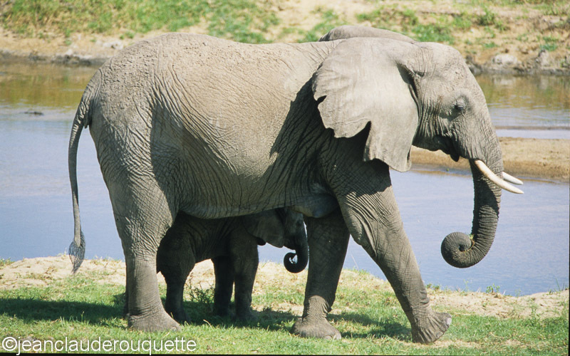 Mother and calf - Ruaha N.P. Tanzania 2007
