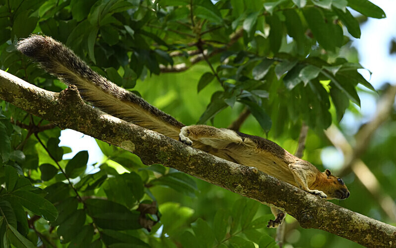 Tabin wildlife reserve - Sabah avril 2024 Borneo Malaisie