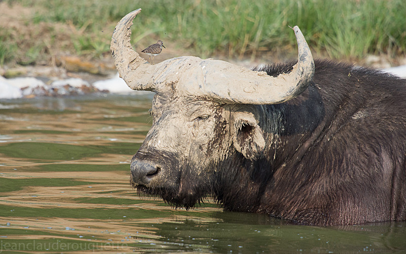 Kazinga channel - Uganda 2016