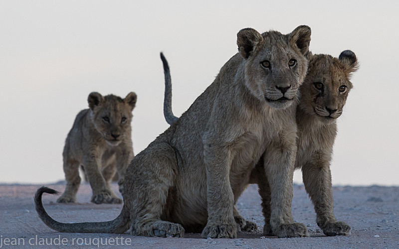  - Kgalagadi transfrontier park (2017)